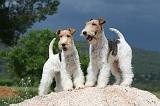 FOX TERRIER 598